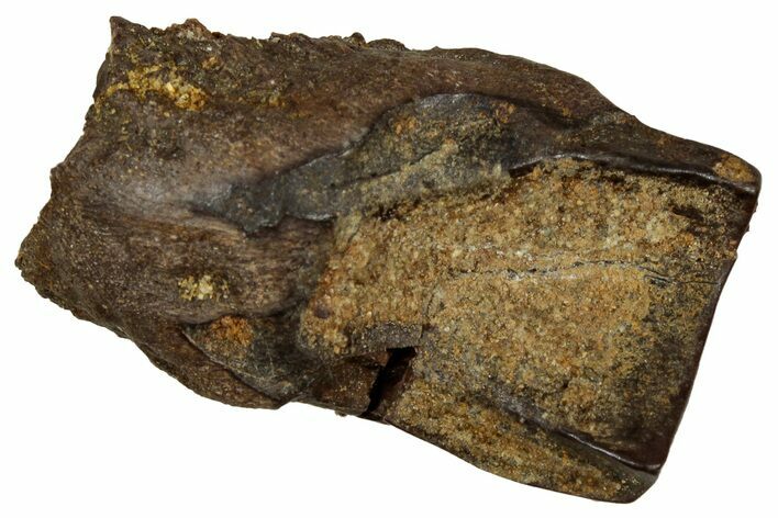 Fossil Triceratops Shed Tooth - Montana #350685